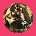Cookies and Cream